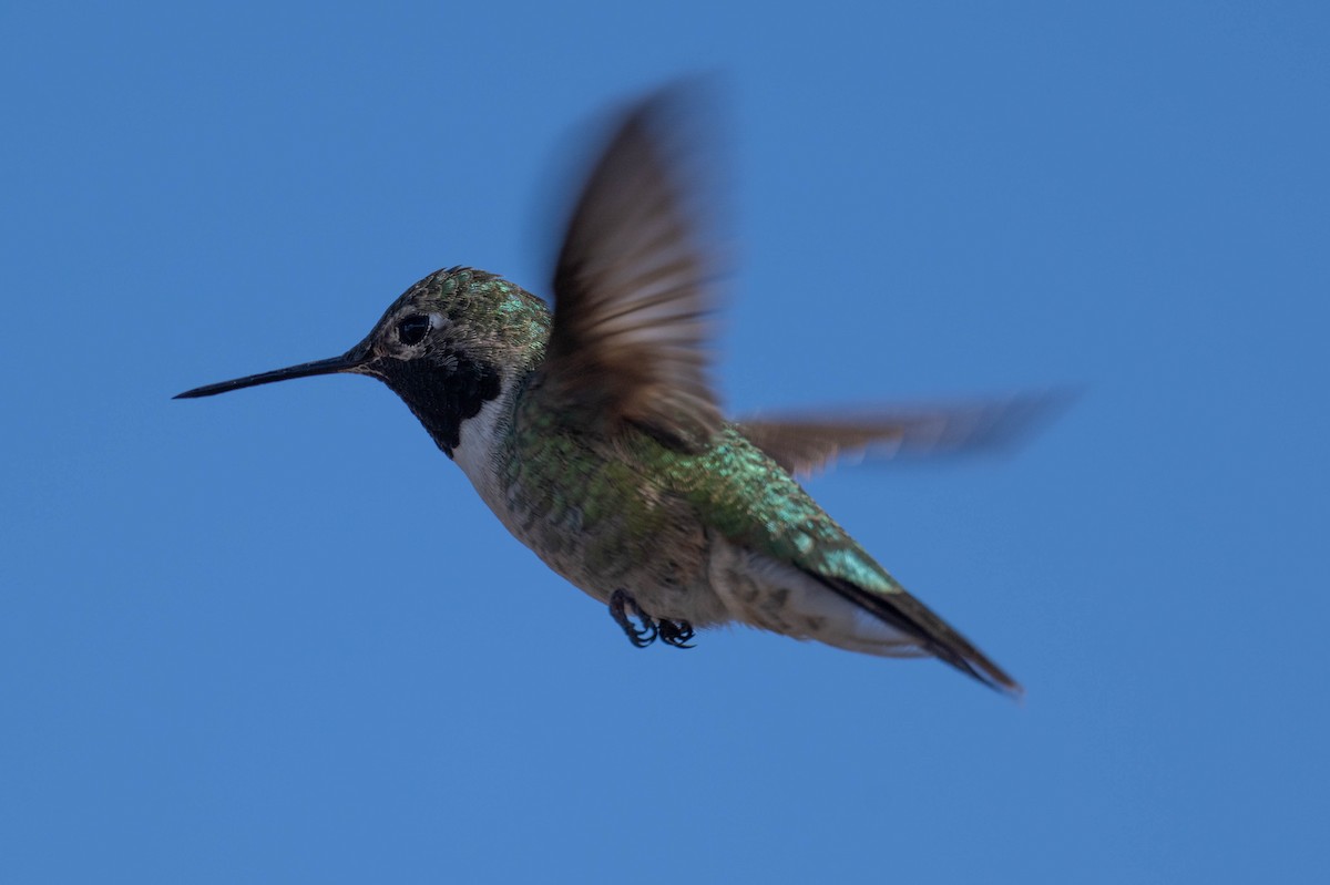 Broad-tailed Hummingbird - ML618541597