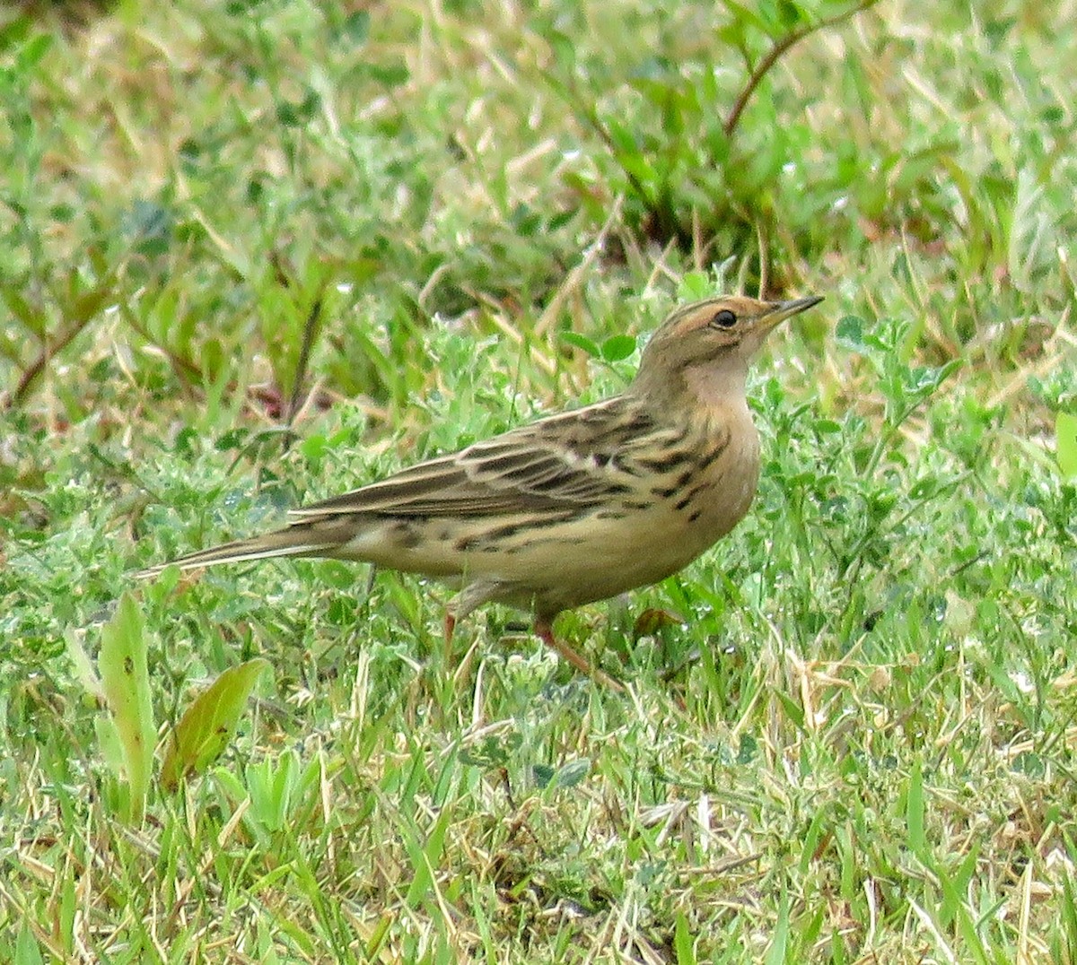 Red-throated Pipit - ML618541606