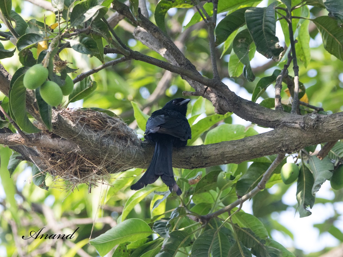Black Drongo - Anand Singh