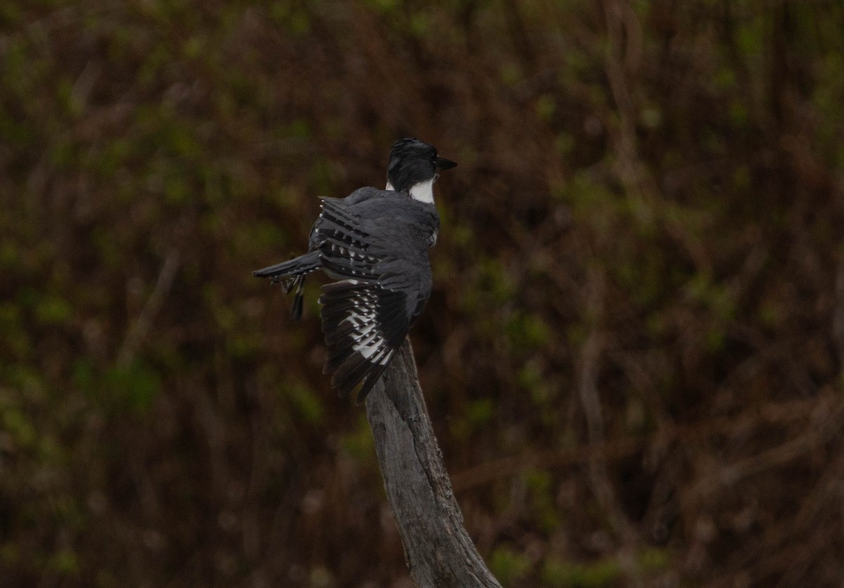 Belted Kingfisher - ML618541660