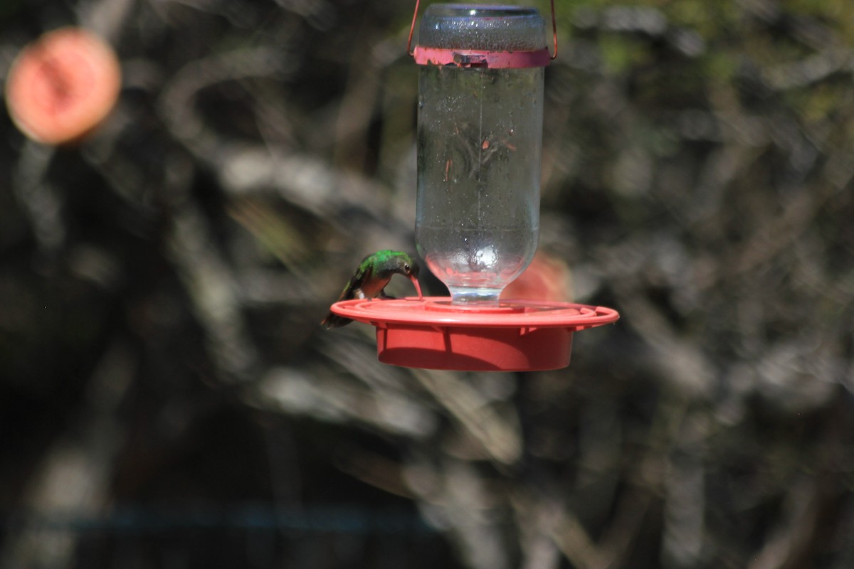 Buff-bellied Hummingbird - ML618541673