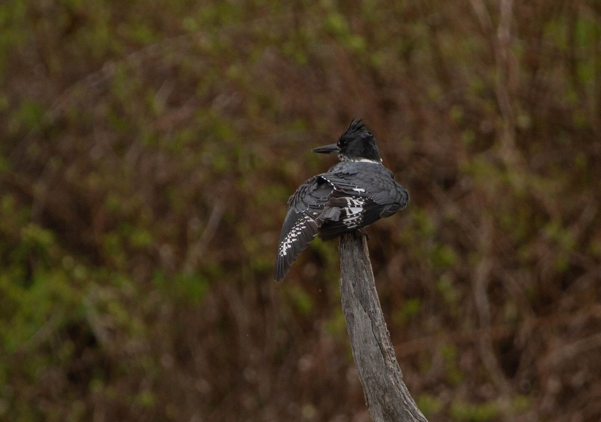 Belted Kingfisher - ML618541691