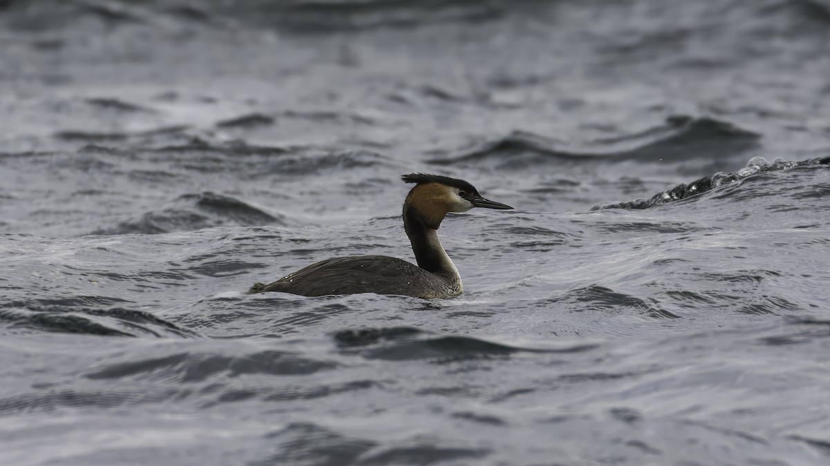 Great Crested Grebe - ML618541694