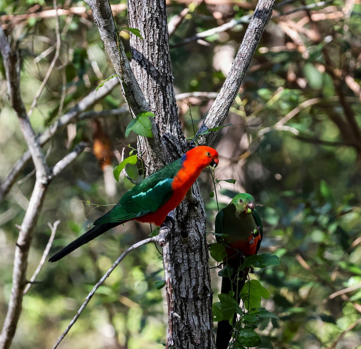 Australian King-Parrot - Richard Symmonds