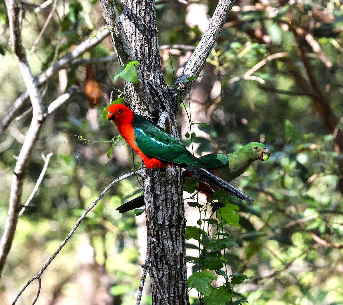 Australian King-Parrot - ML618541723