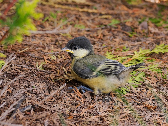 Fledgling, lateral view. - Great Tit - 