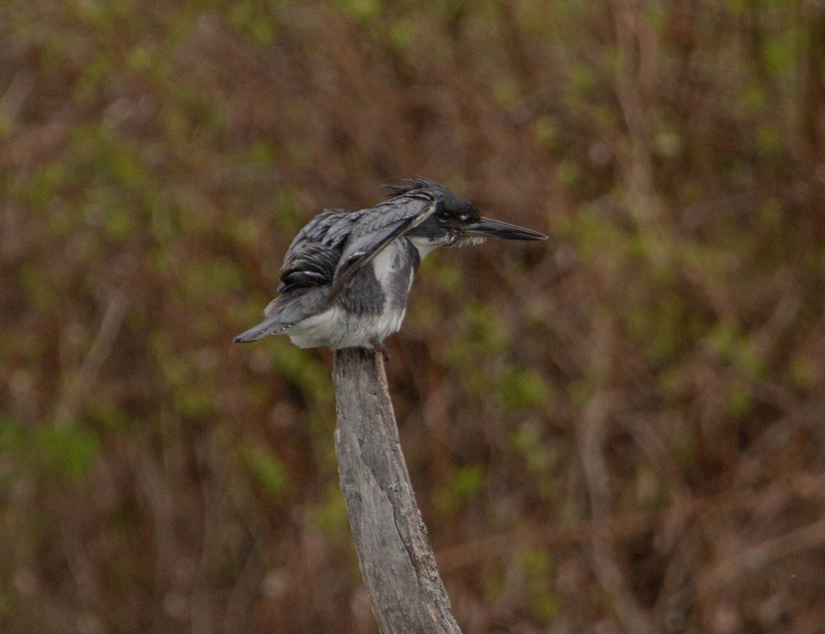 Belted Kingfisher - ML618541728