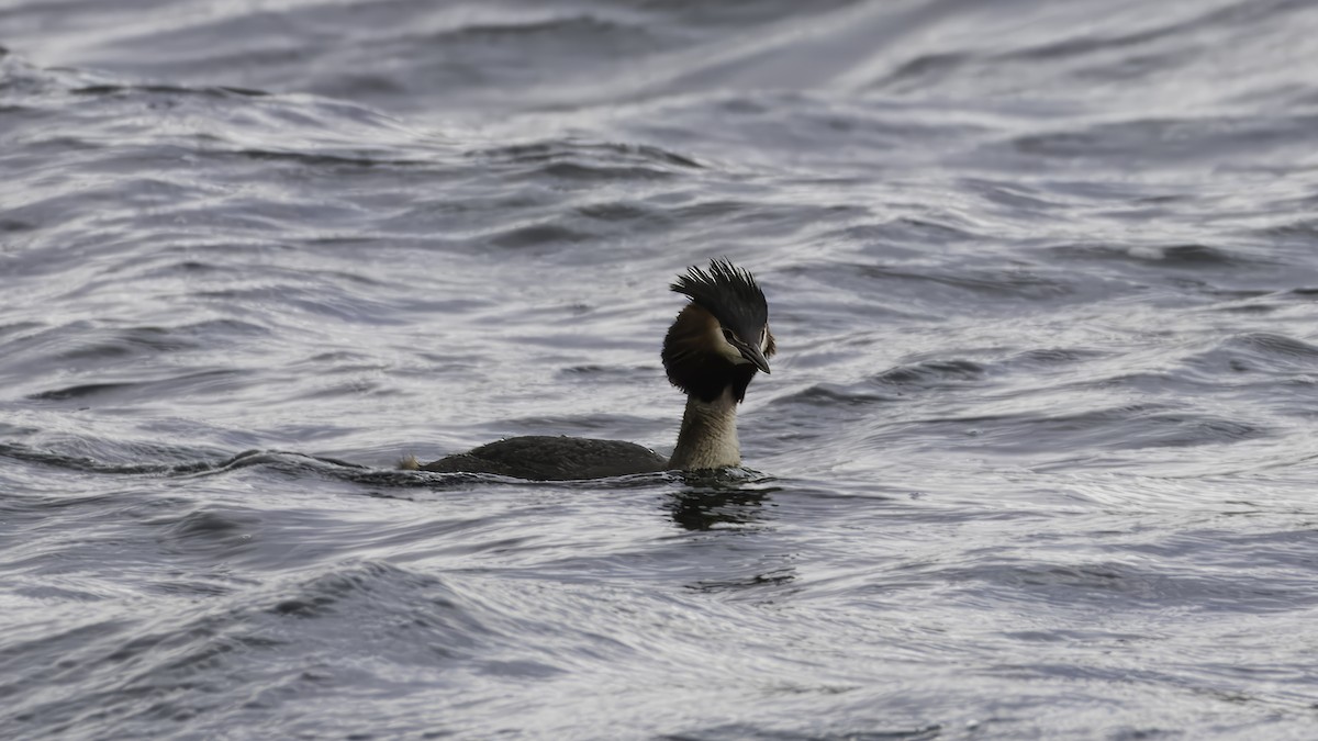 Great Crested Grebe - ML618541804