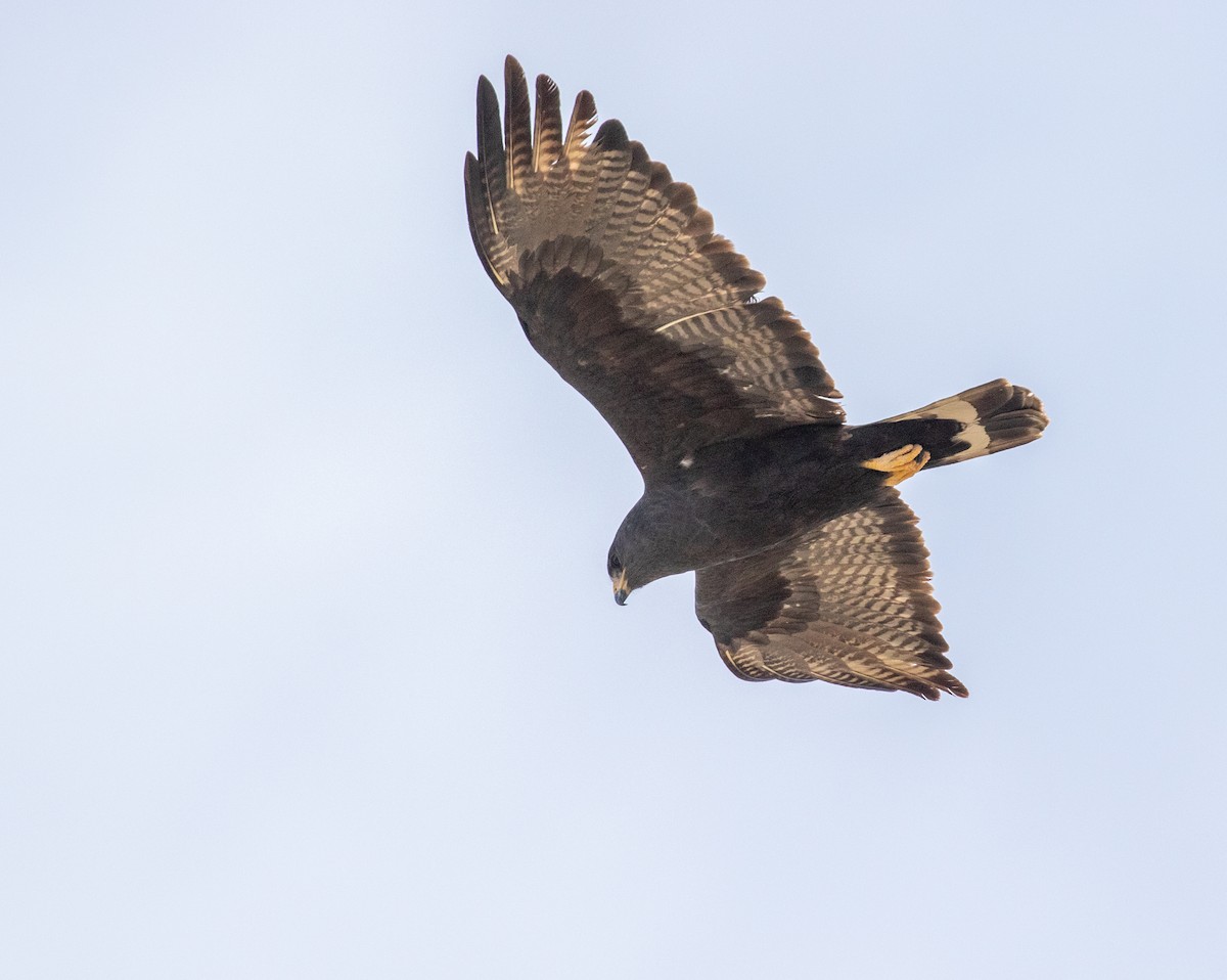 Zone-tailed Hawk - ML618541865