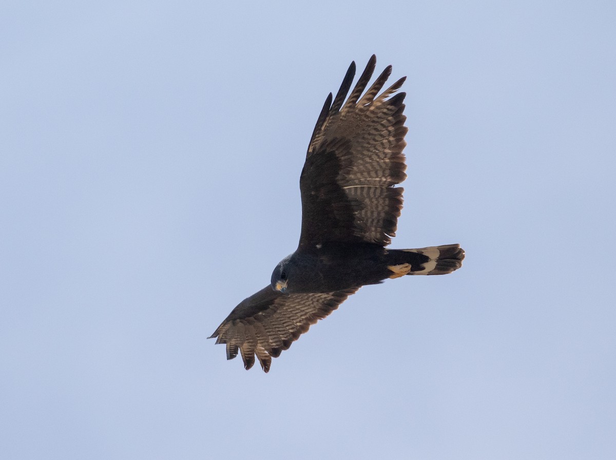 Zone-tailed Hawk - ML618541871