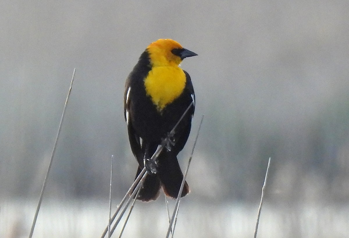 Yellow-headed Blackbird - ML618541884
