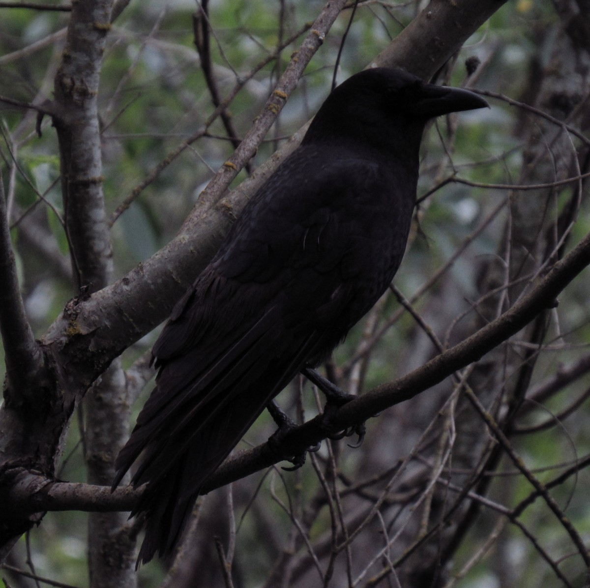 American Crow - damon taylor