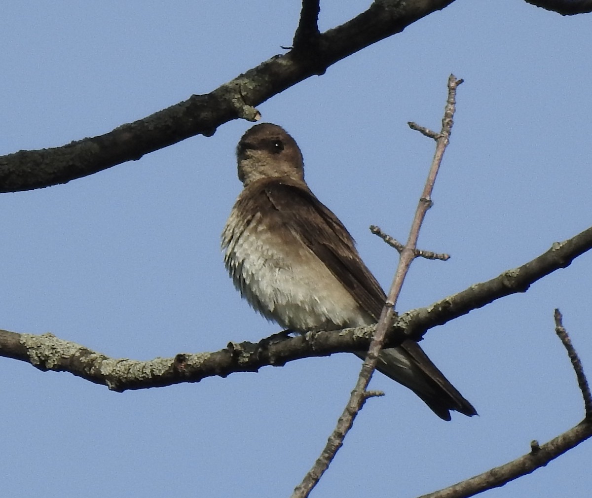 Northern Rough-winged Swallow - T C