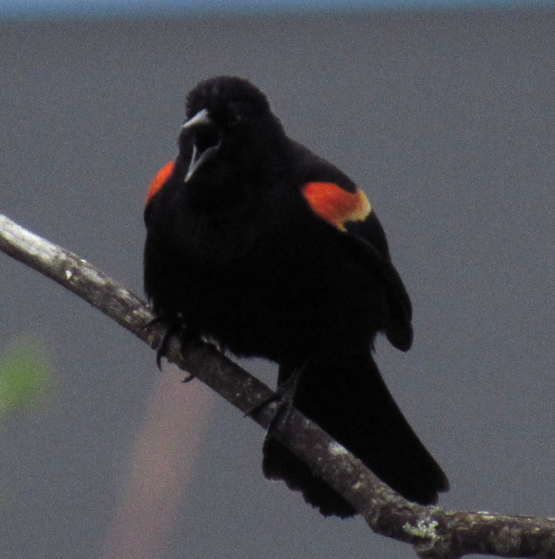 Red-winged Blackbird - ML618541924