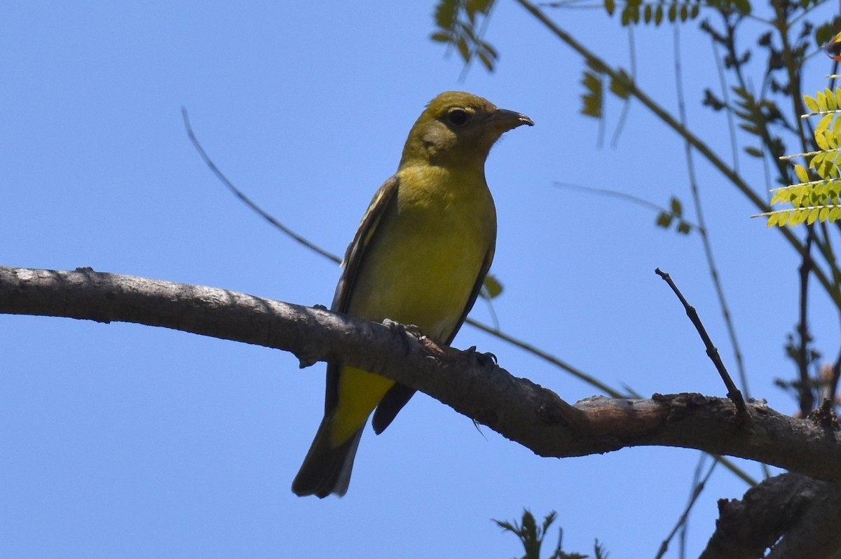 Western Tanager - ML618541930