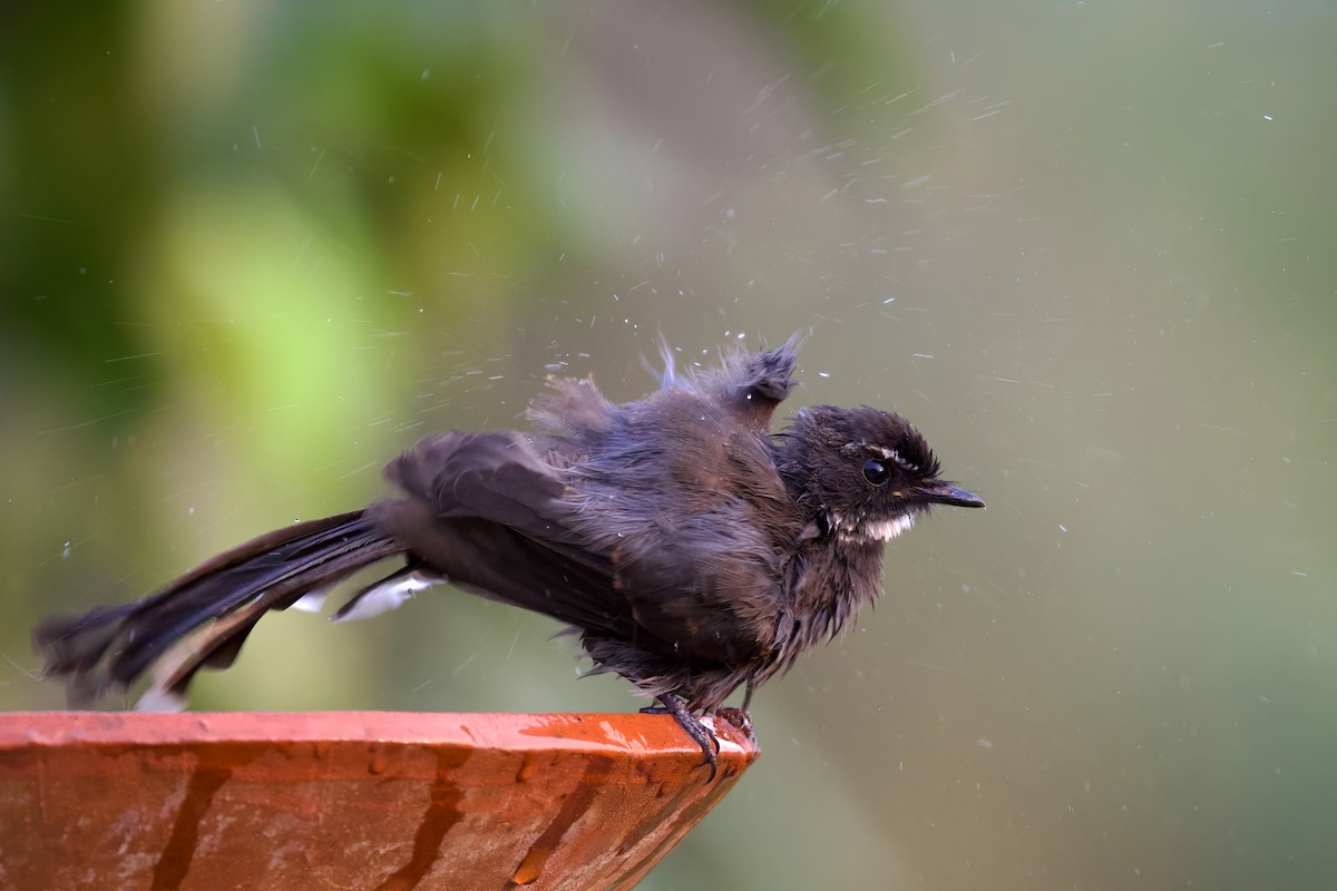 White-throated Fantail - ML618541934