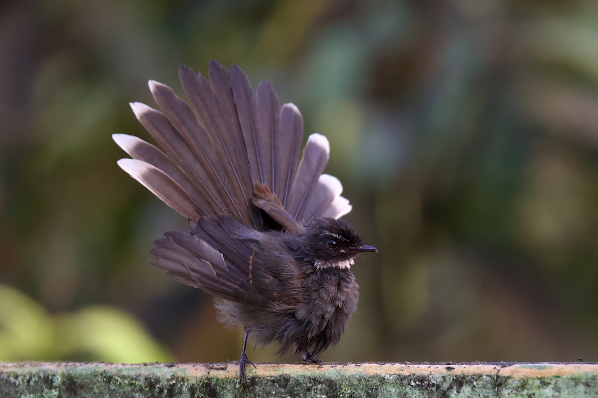 White-throated Fantail - ML618541936