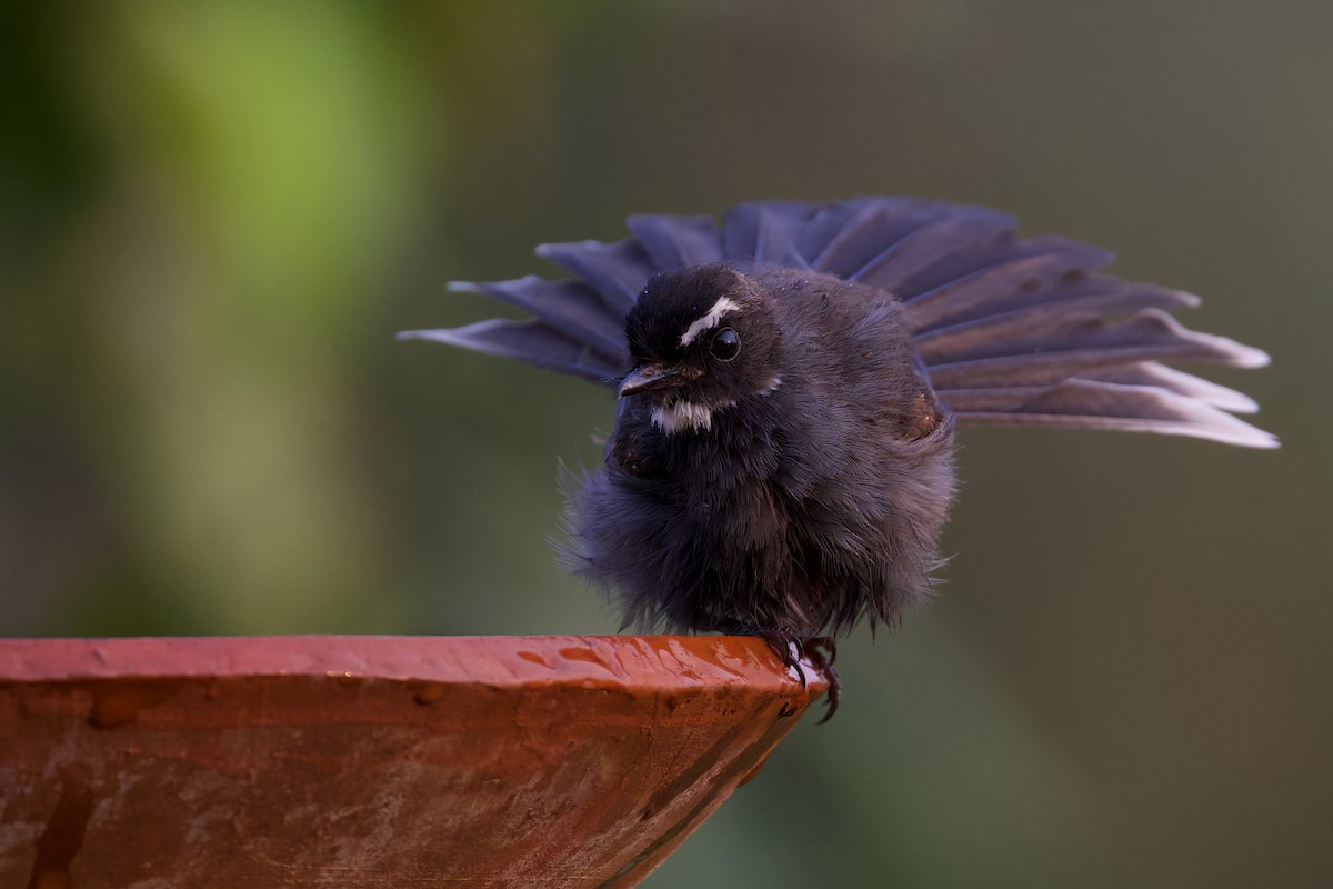 White-throated Fantail - ML618541937