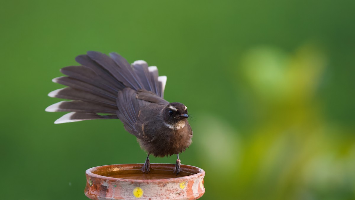 White-throated Fantail - ML618541961