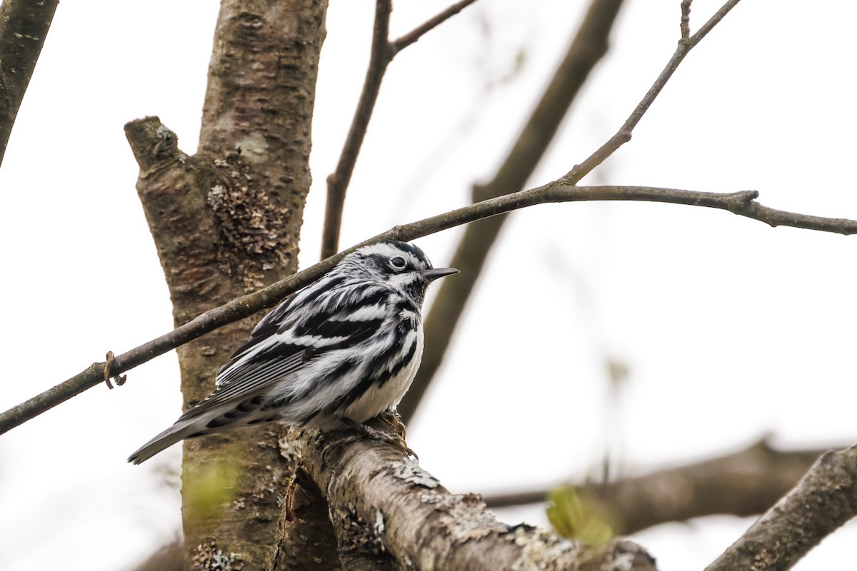 Black-and-white Warbler - Edouard Charbonneau