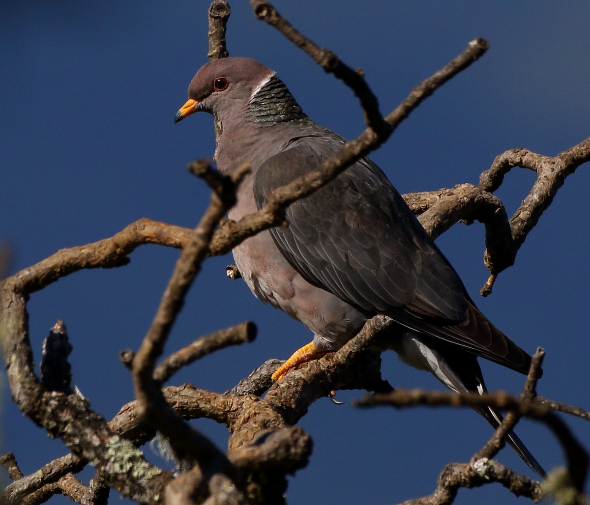 Band-tailed Pigeon - ML618542046