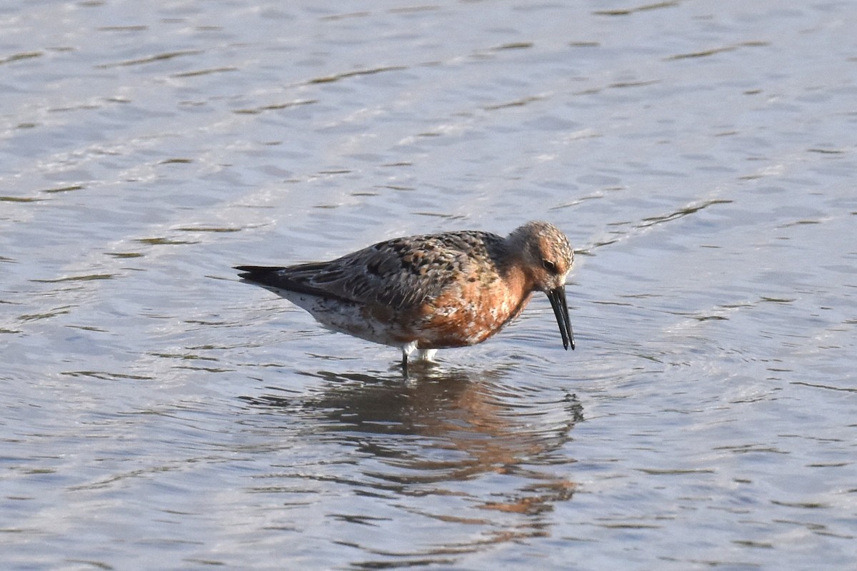Red Knot - ML618542070