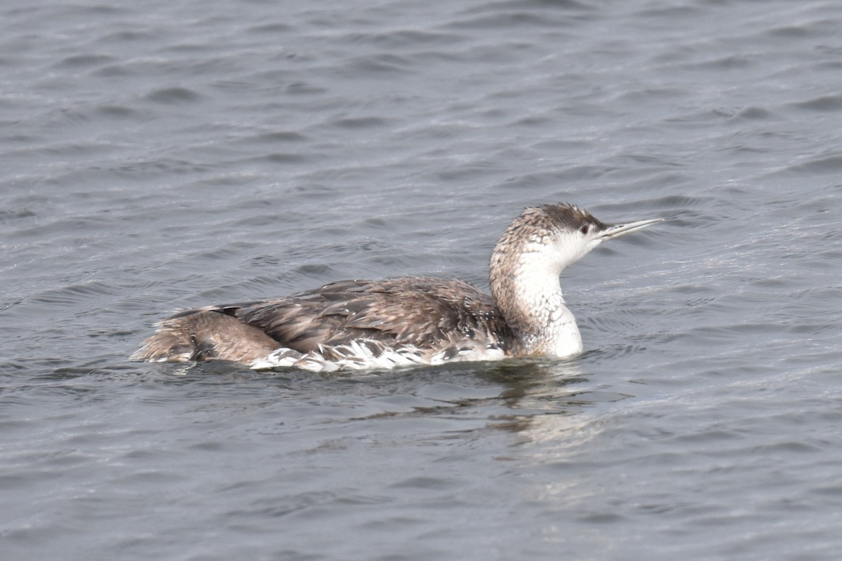 Red-throated Loon - ML618542077