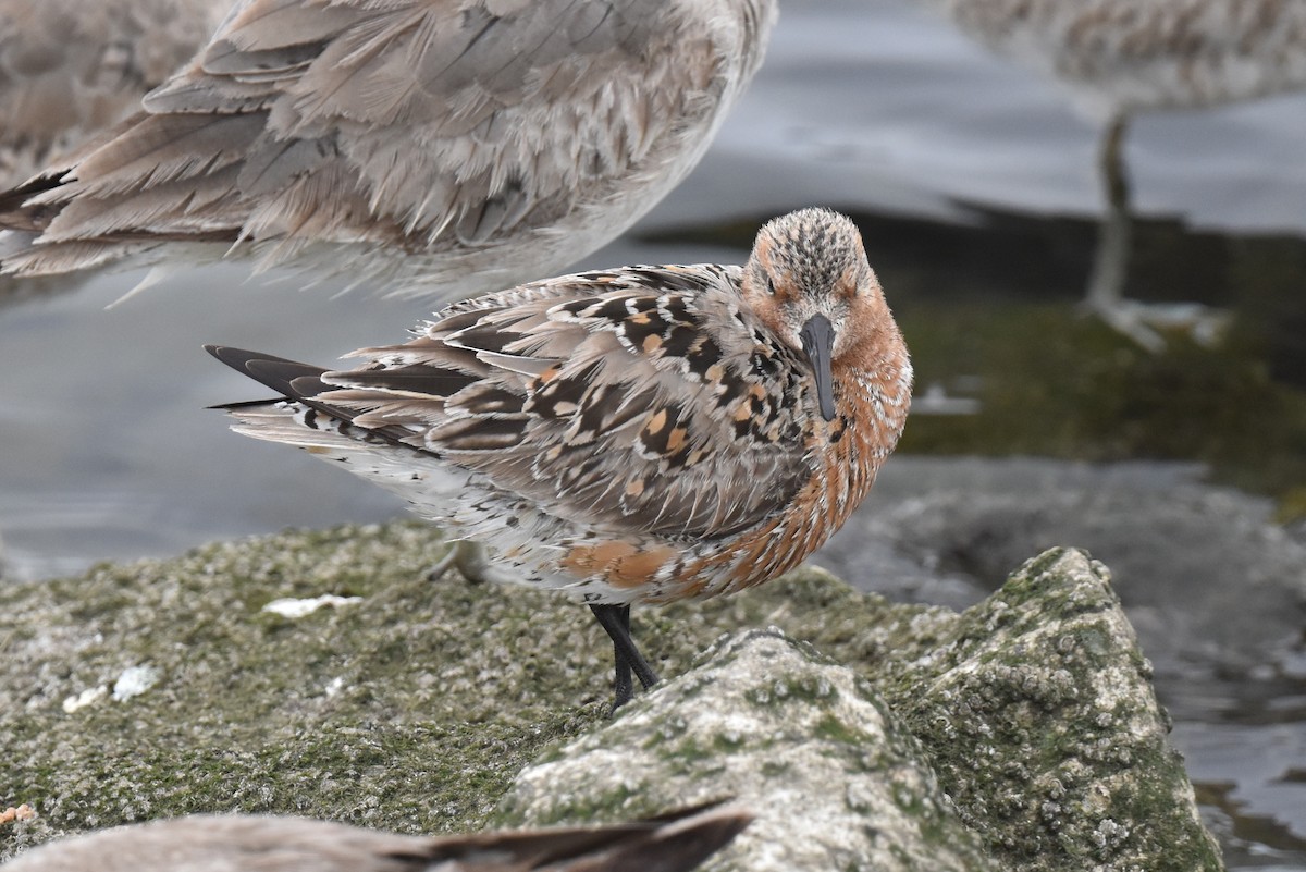 Red Knot - ML618542080