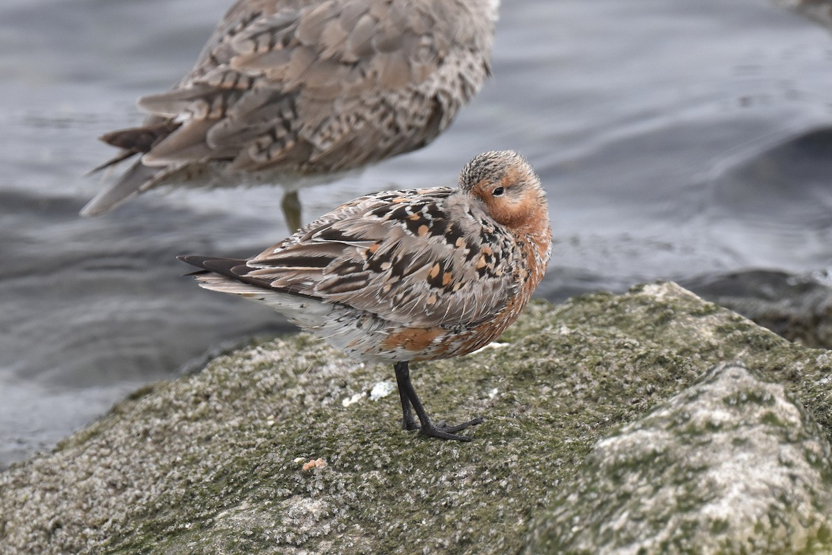 Red Knot - ML618542081