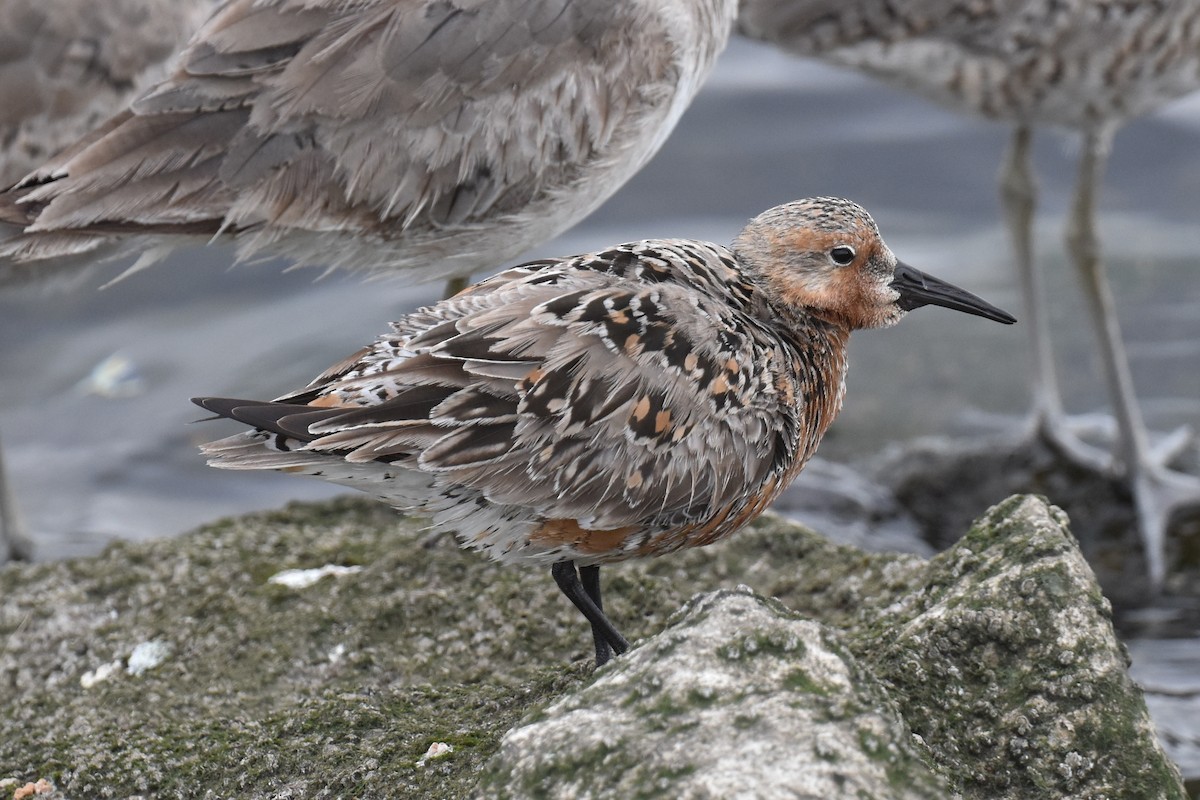 Red Knot - ML618542082