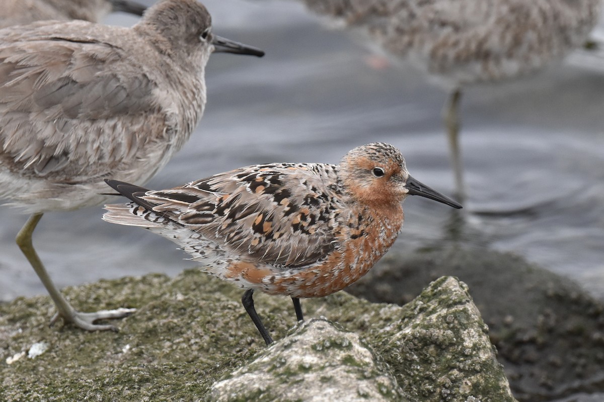 Red Knot - ML618542083