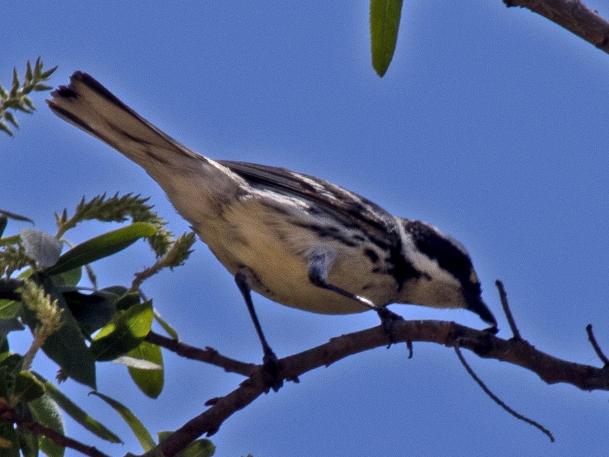 Black-throated Gray Warbler - ML618542093