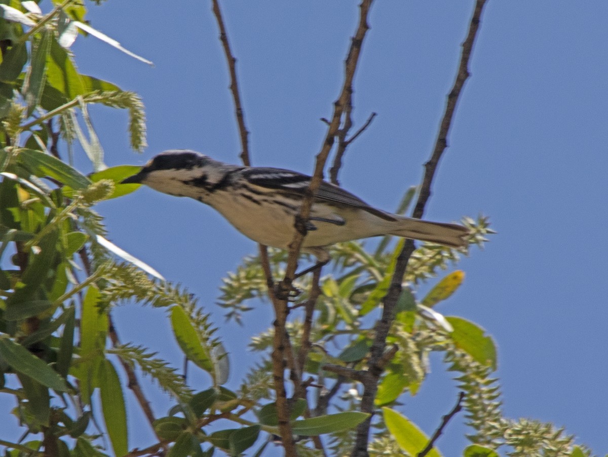 Black-throated Gray Warbler - ML618542094
