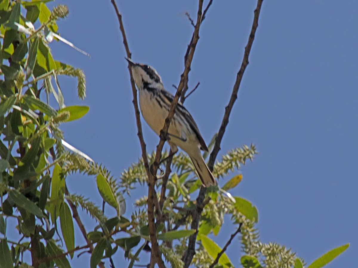Black-throated Gray Warbler - ML618542095