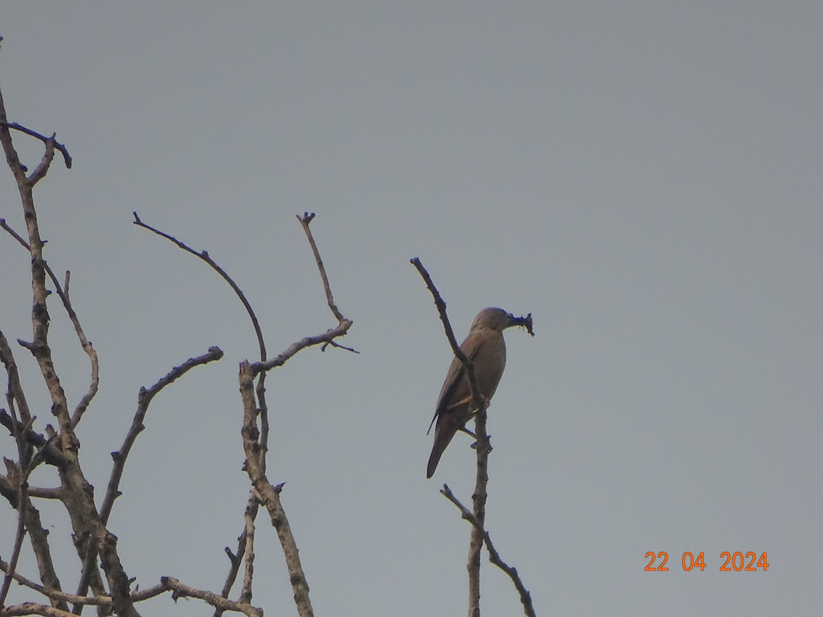 Chestnut-tailed Starling - ML618542156