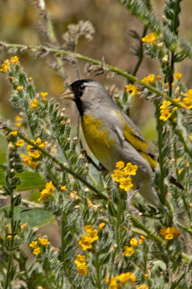 Lawrence's Goldfinch - ML618542162