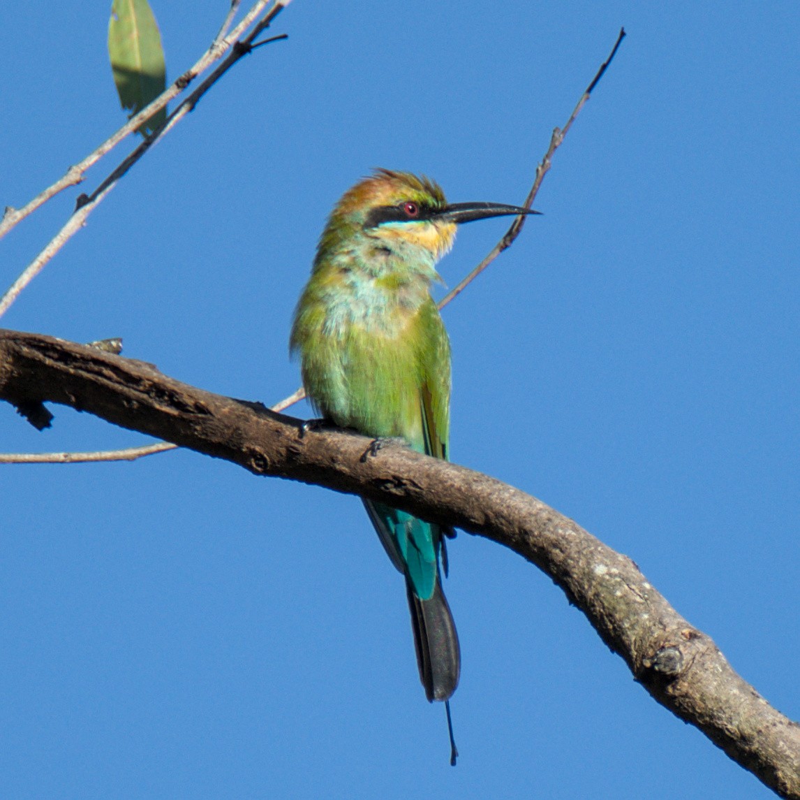 Rainbow Bee-eater - Tyler Beutel