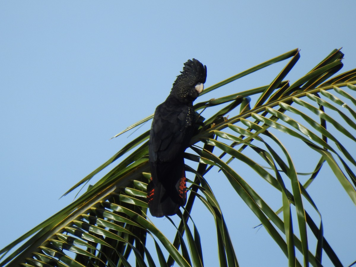Red-tailed Black-Cockatoo - ML618542184