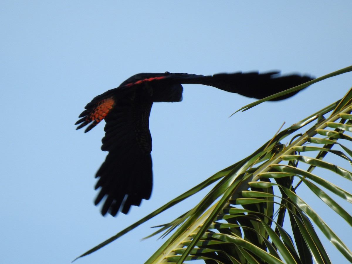 Red-tailed Black-Cockatoo - ML618542185