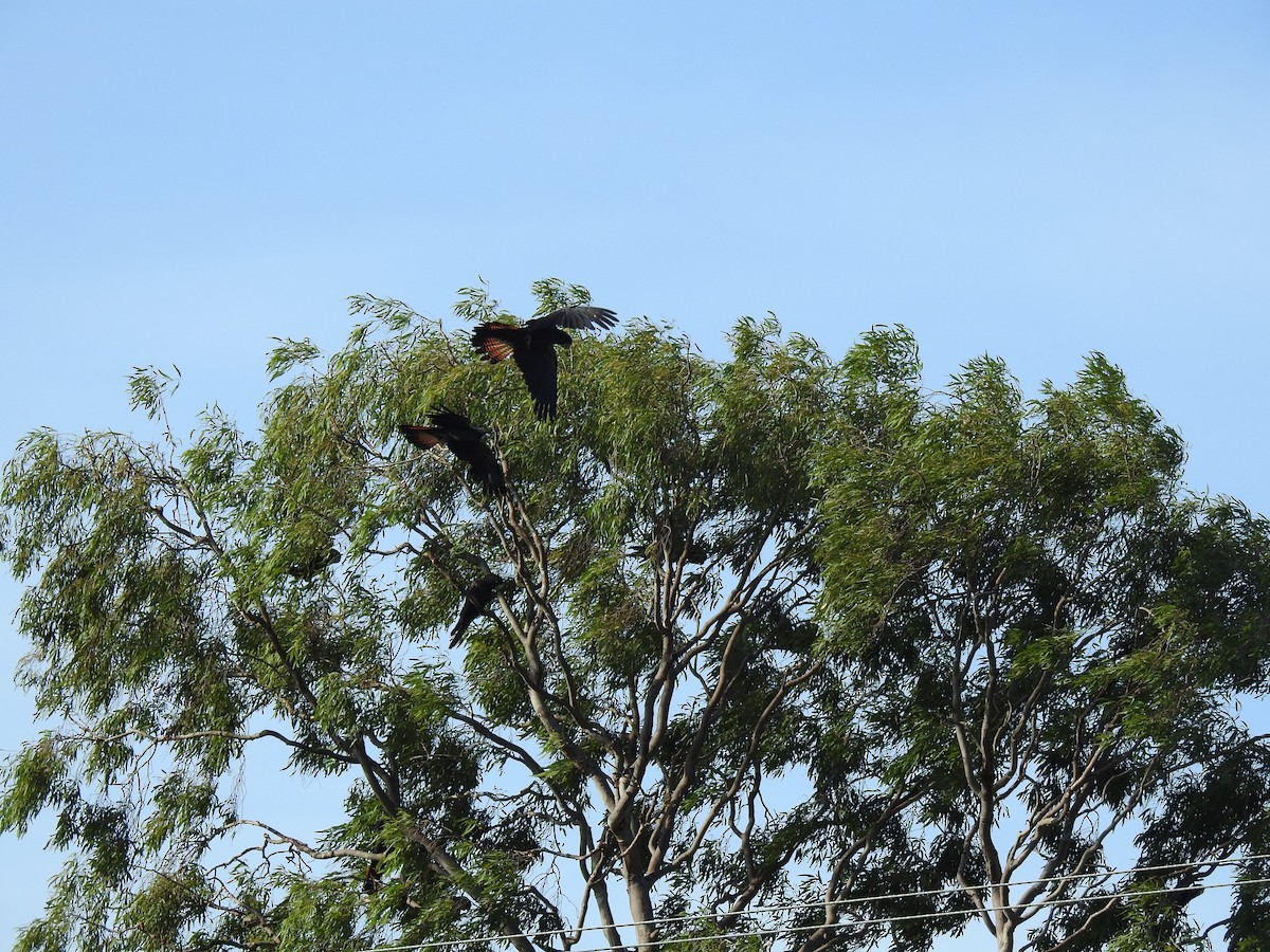 Red-tailed Black-Cockatoo - ML618542186