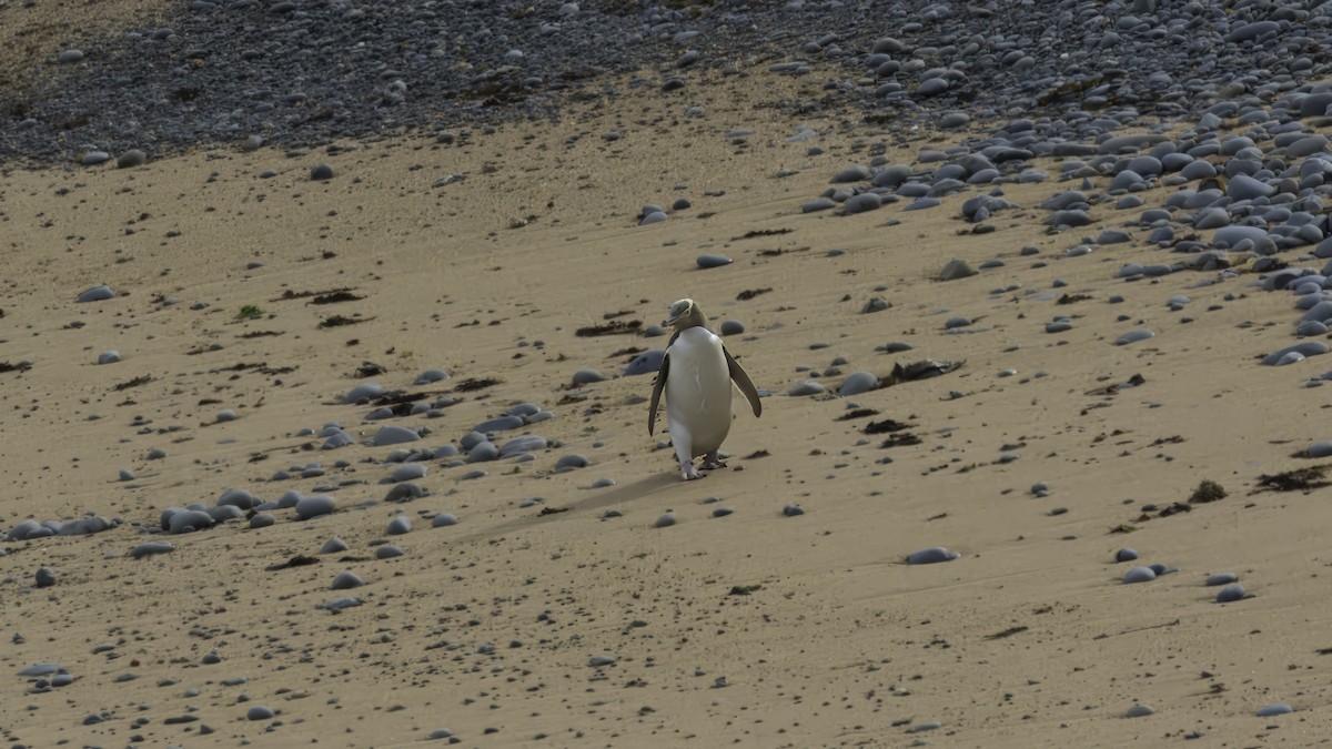 Великолепный пингвин - ML618542187