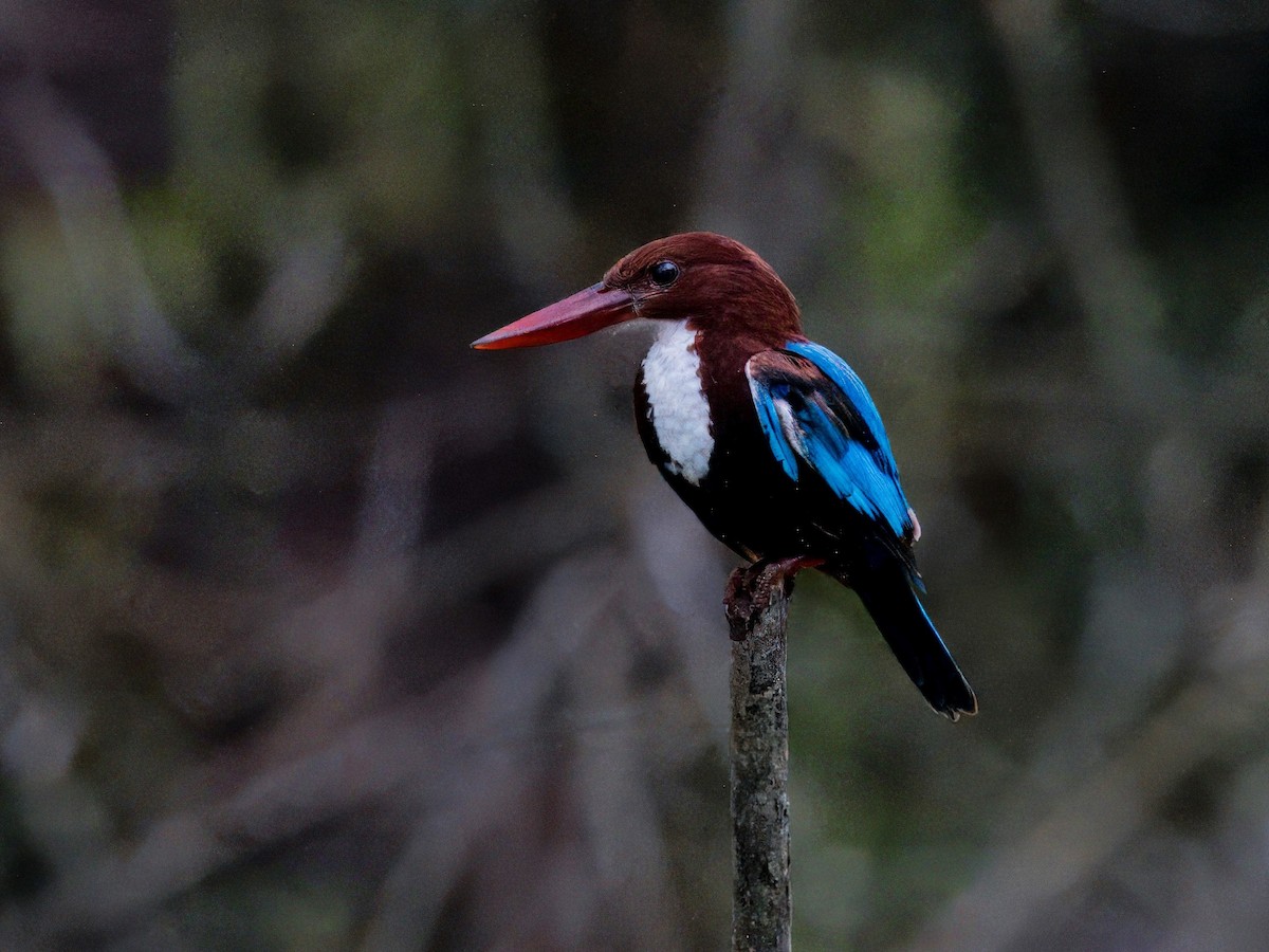 White-throated Kingfisher - Evelyn Lee