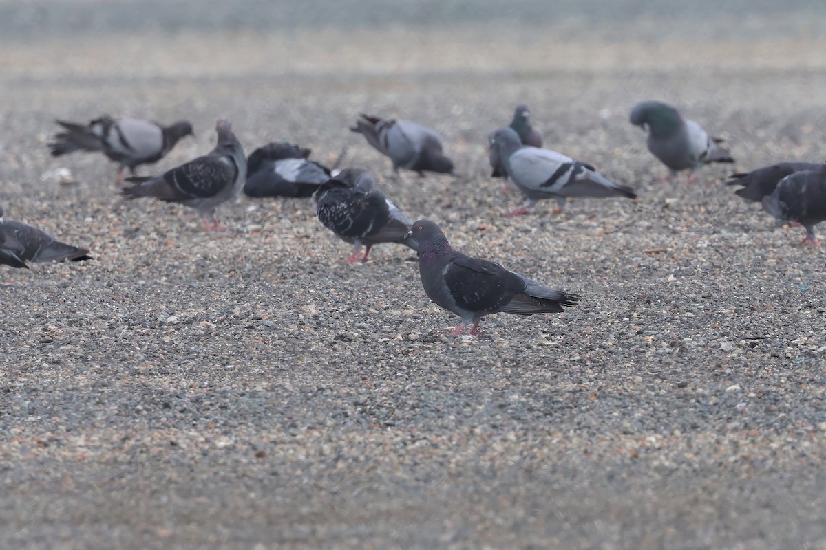 Rock Pigeon (Feral Pigeon) - ML618542269