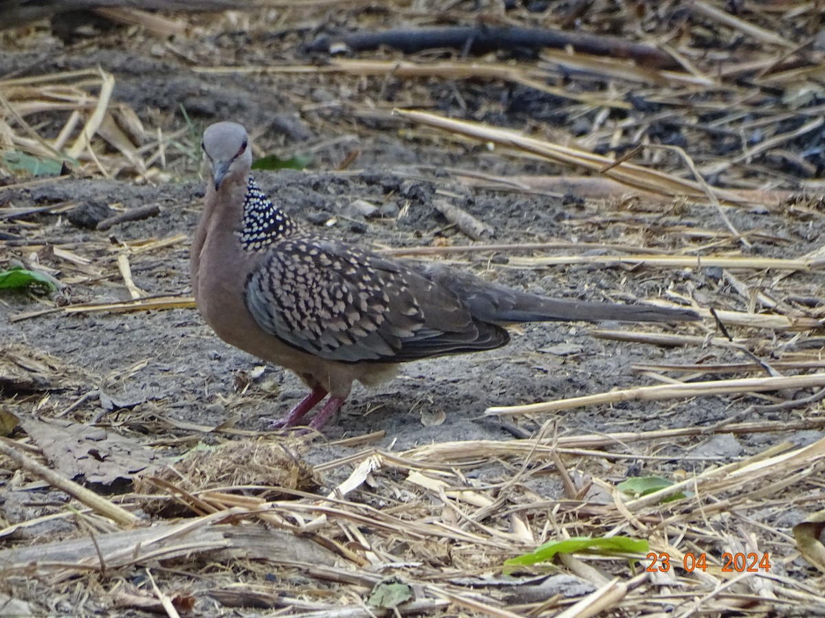 Spotted Dove - ML618542274