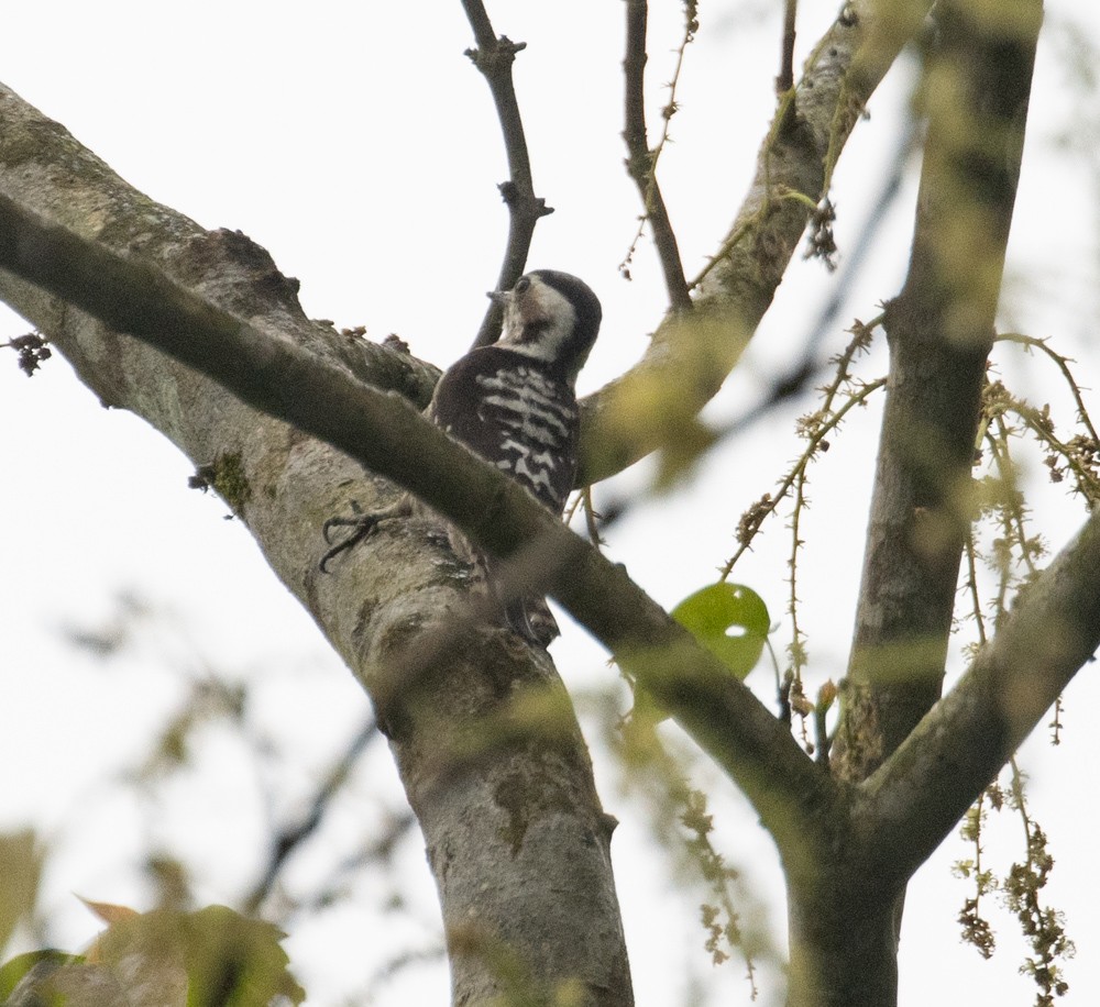 Gray-capped Pygmy Woodpecker - Lindy Fung