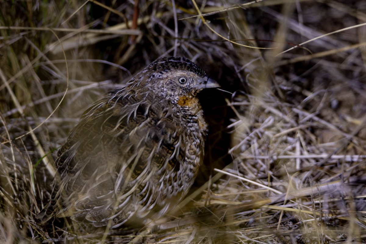 Red-chested Buttonquail - ML618542338