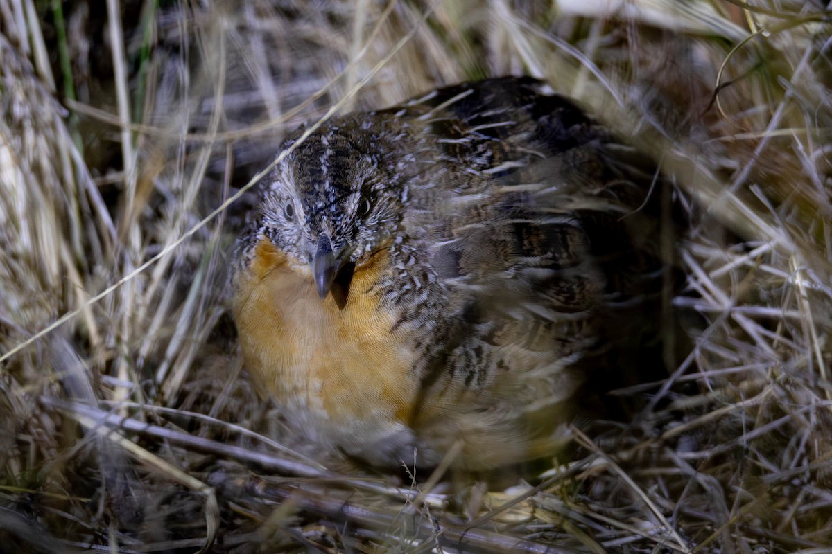 Red-chested Buttonquail - ML618542339