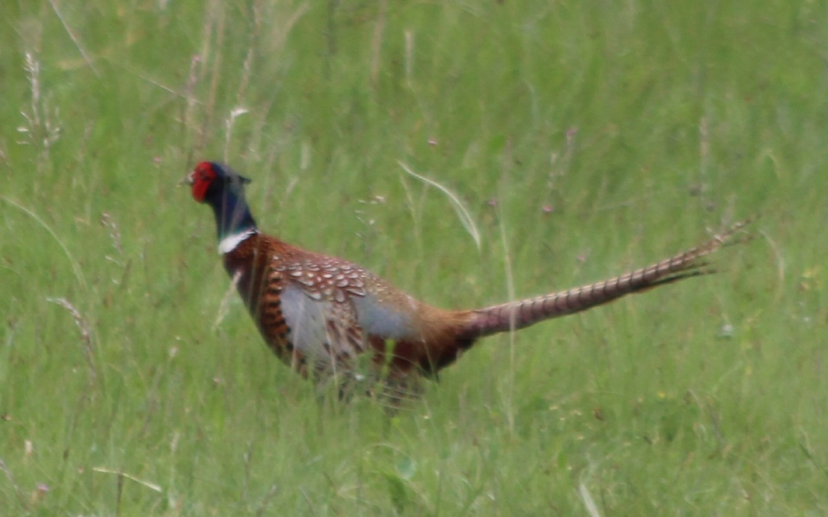 Ring-necked Pheasant - ML618542431