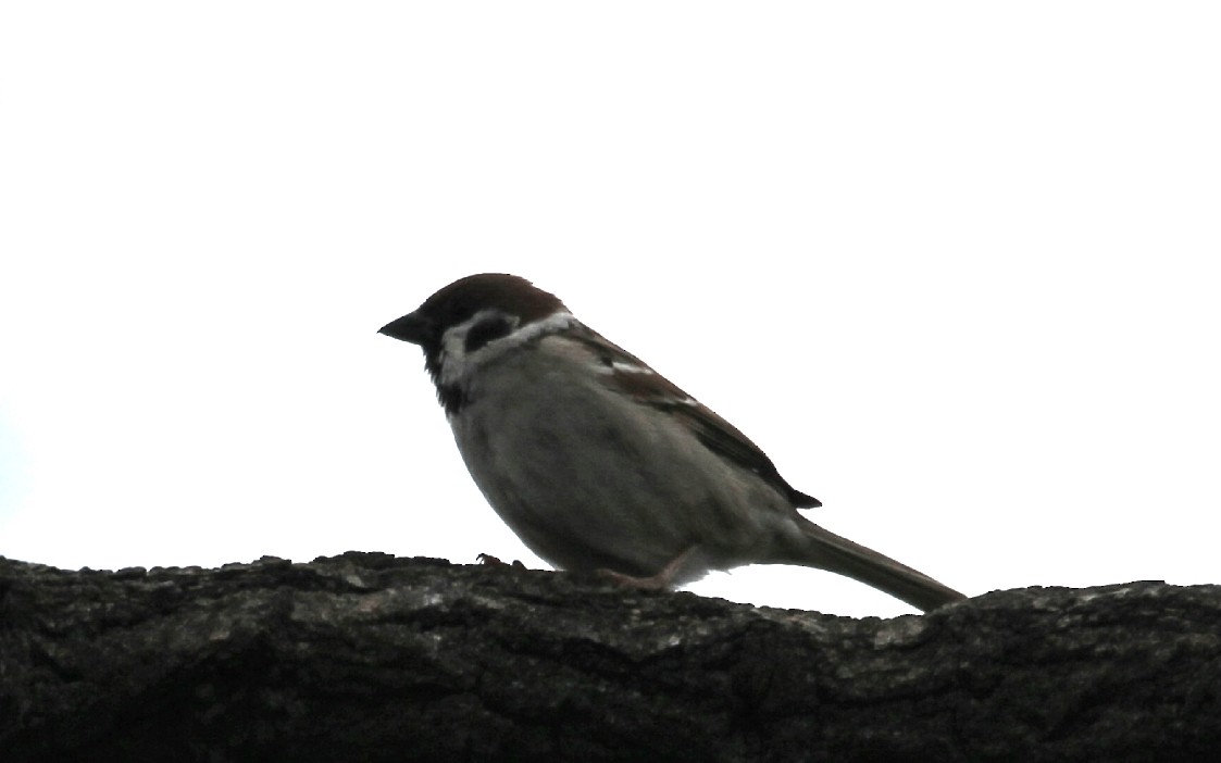 Eurasian Tree Sparrow - ML618542490