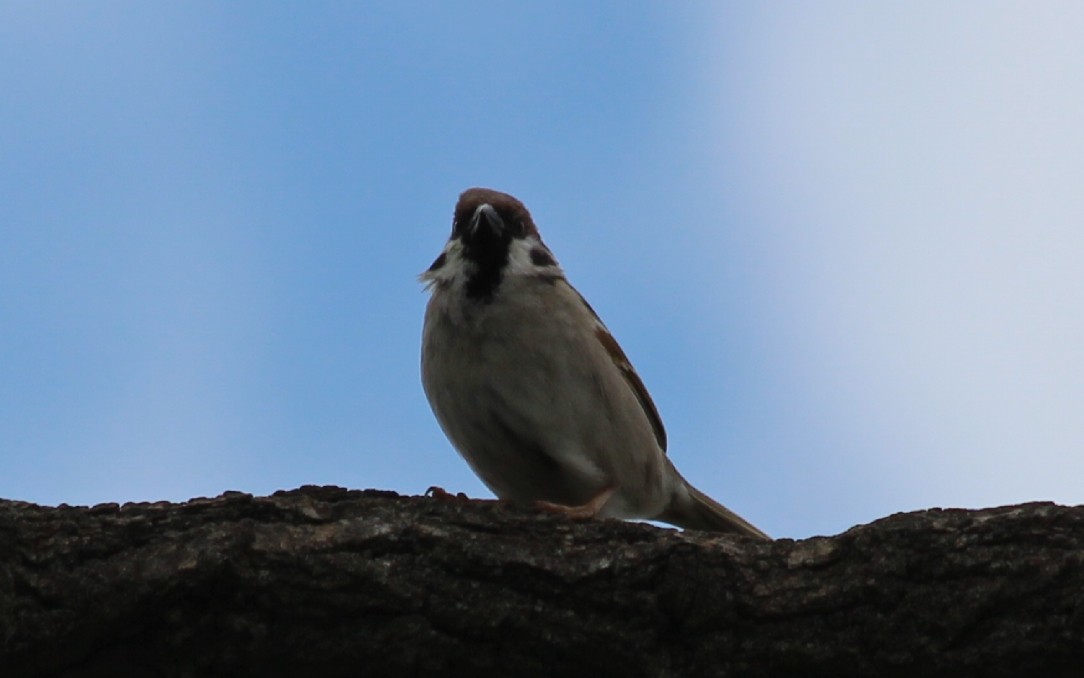 Eurasian Tree Sparrow - ML618542491